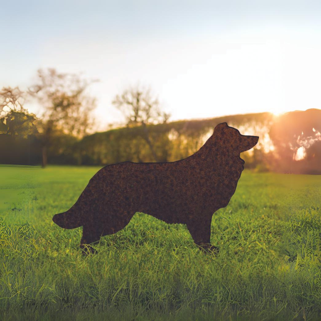Border Collie - Rusty Deer
