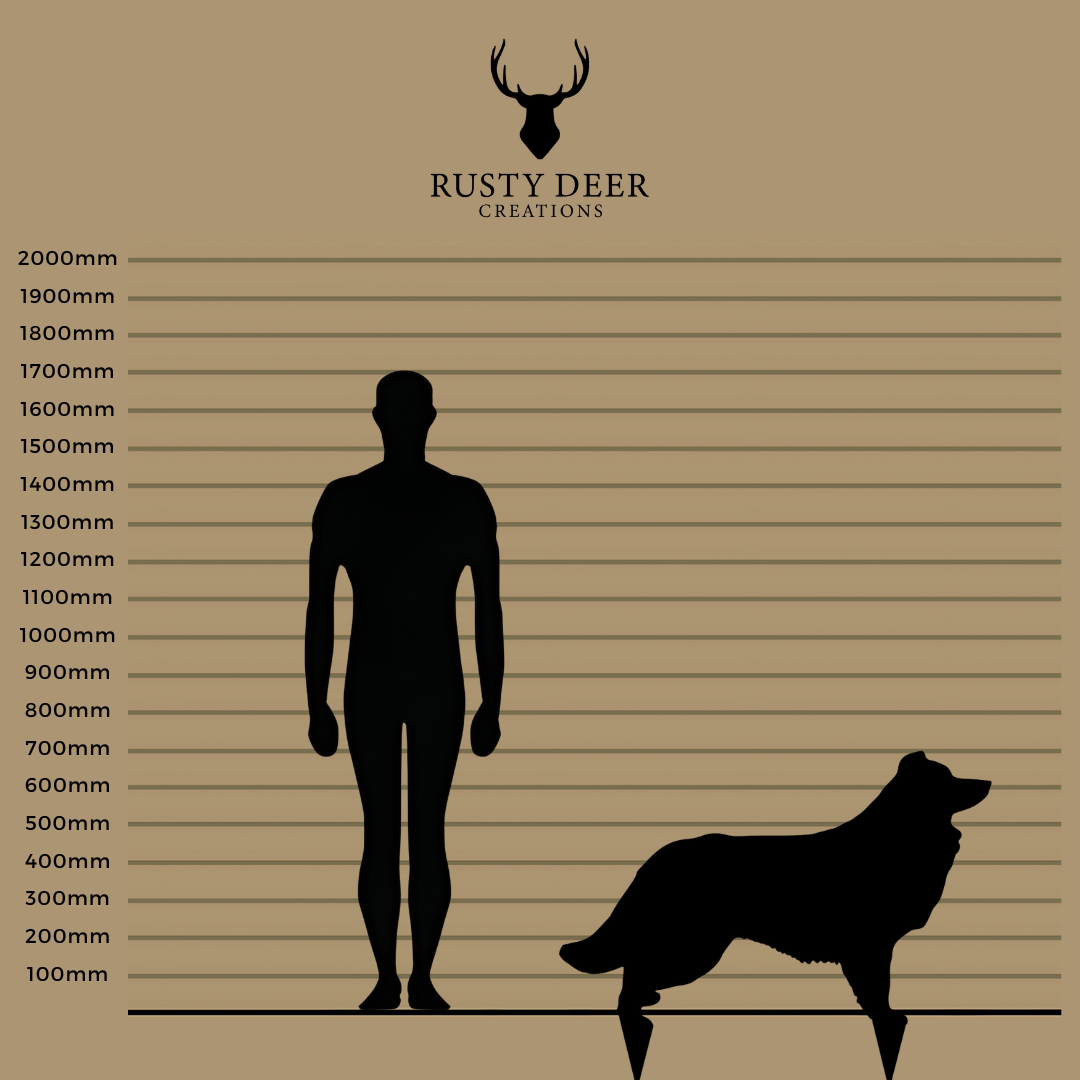 Border Collie - Rusty Deer