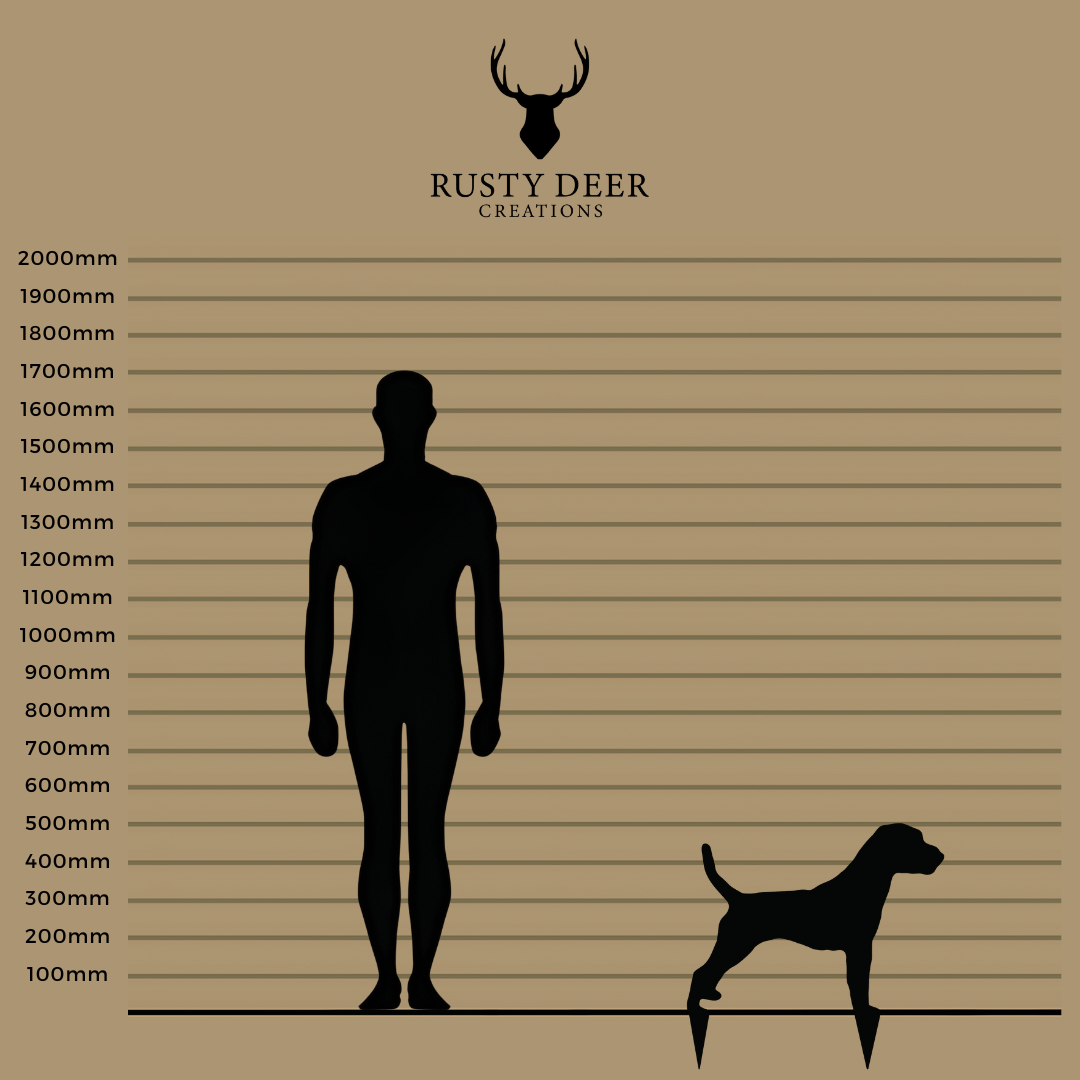 Jack Russel Terrier