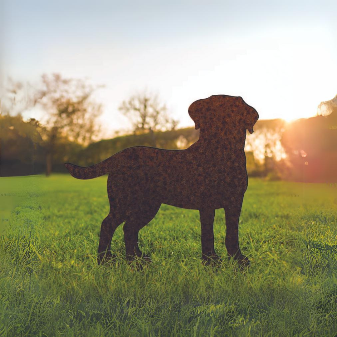 Labrador