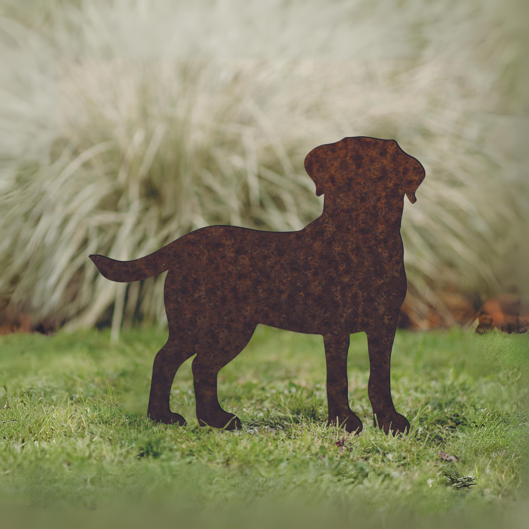 Labrador