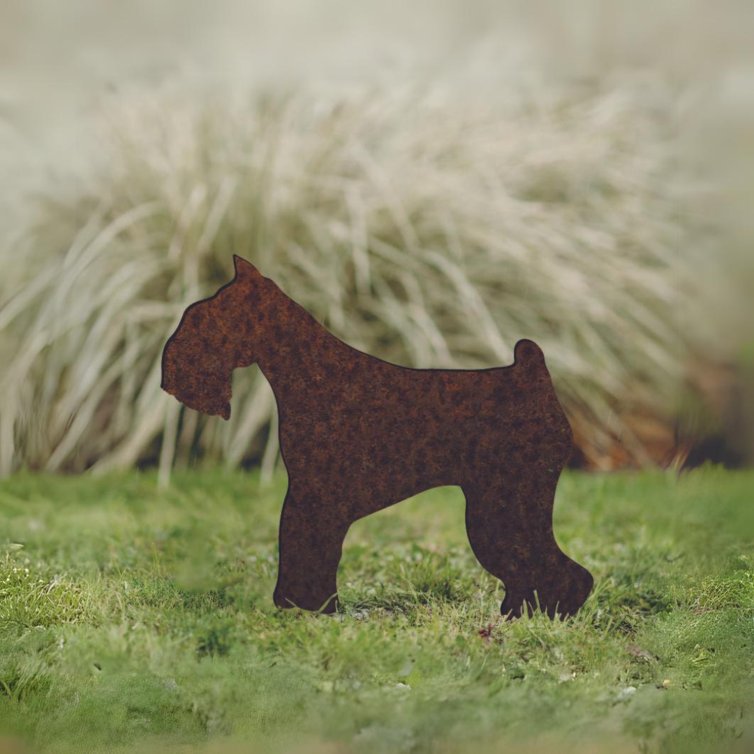 Miniature Schnauzer - Rusty Deer