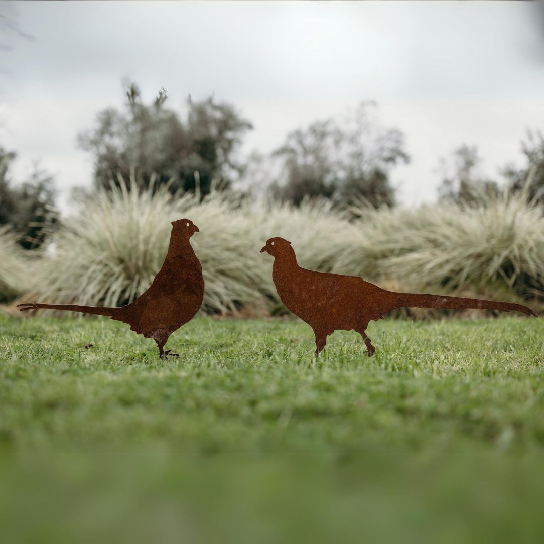 Pheasants - Rusty Deer