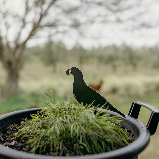 Susan The Quail Parent