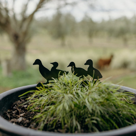 The Duckling Quack Pack